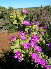 Antimima komkansica