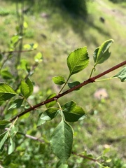 Fraxinus parryi