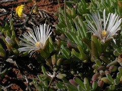 Vanzijlia annulata