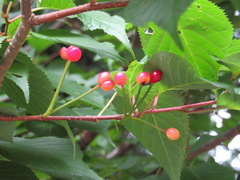 Prunus jamasakura