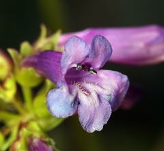 Penstemon procerus formosus