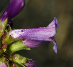 Penstemon procerus formosus