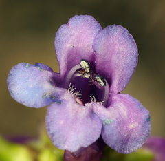 Penstemon procerus formosus