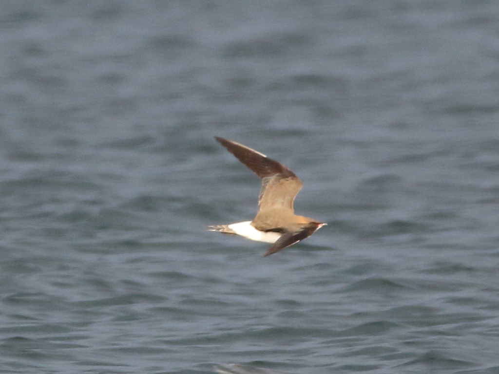 Black-winged Pratincole