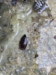 Brachidontes