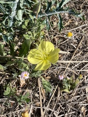 Oenothera grandis