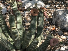 Ceropegia currorii image