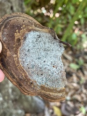 Trichoderma harzianum