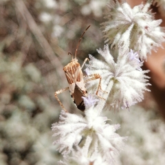 Hypselonotus punctiventris