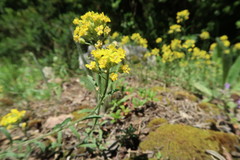 Alyssum montanum