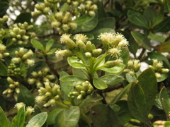Baccharis macrantha