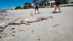 Carcharhinus brevipinna