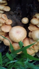Gymnopilus