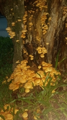 Gymnopilus