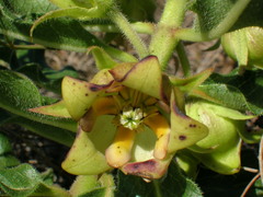 Pachycarpus dealbatus
