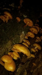 Gymnopilus