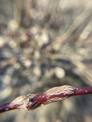 Neolasioptera cornicola