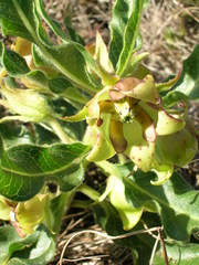 Pachycarpus dealbatus