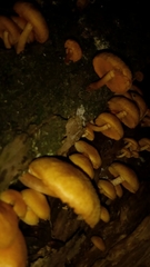 Gymnopilus