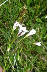 Gagea graeca