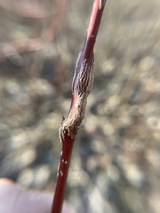 Neolasioptera cornicola