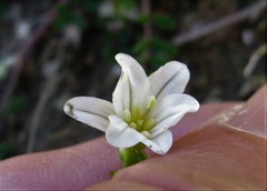Gagea graeca