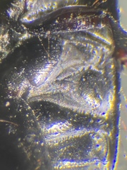 Pangaeus tuberculipes