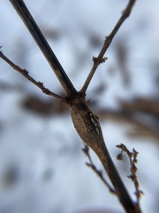 Neolasioptera boehmeriae