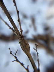 Neolasioptera boehmeriae