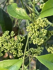 Turpinia montana