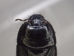 Pangaeus tuberculipes