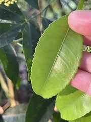 Turpinia montana