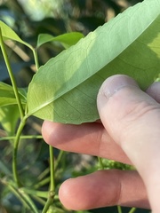 Turpinia montana