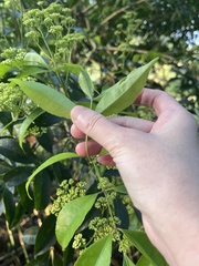 Turpinia montana