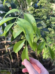 Turpinia montana