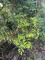 Turpinia montana
