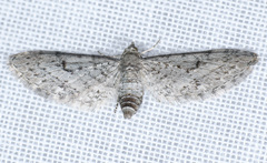 Eupithecia behrensata