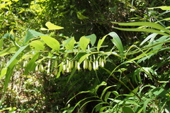 Polygonatum falcatum