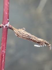 Neolasioptera cornicola