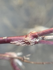 Neolasioptera cornicola