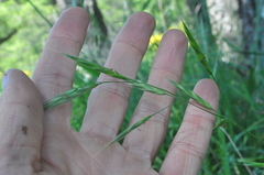 Bromus carinatus