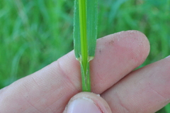 Bromus carinatus