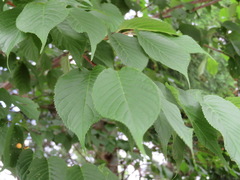 Prunus jamasakura
