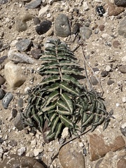 Asclepias prostrata