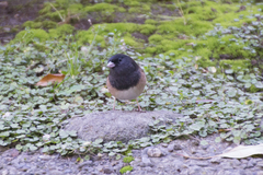 Junco hyemalis