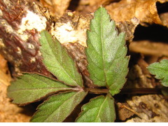 Cardamine leucantha
