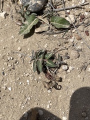 Asclepias prostrata
