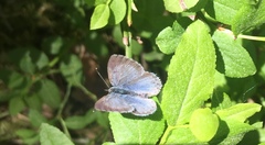 Celastrina argiolus