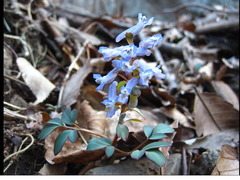 Corydalis ambigua