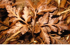 Sceptridium ternatum